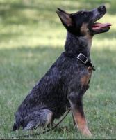 Tip Top K9 Tulsa Dog Training image 10